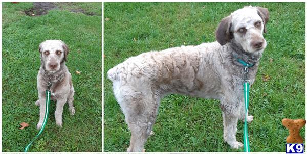 Aussiedoodle stud dog